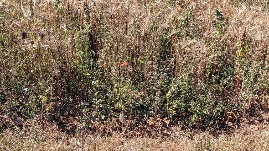 Lincolnshire Wolds Outdoor Festival