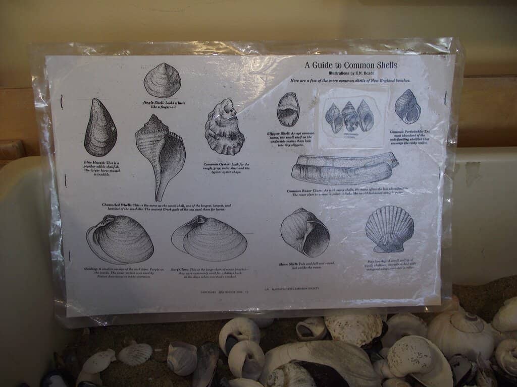 Expert Wildlife Advice