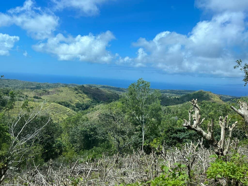 Plantation Scenery