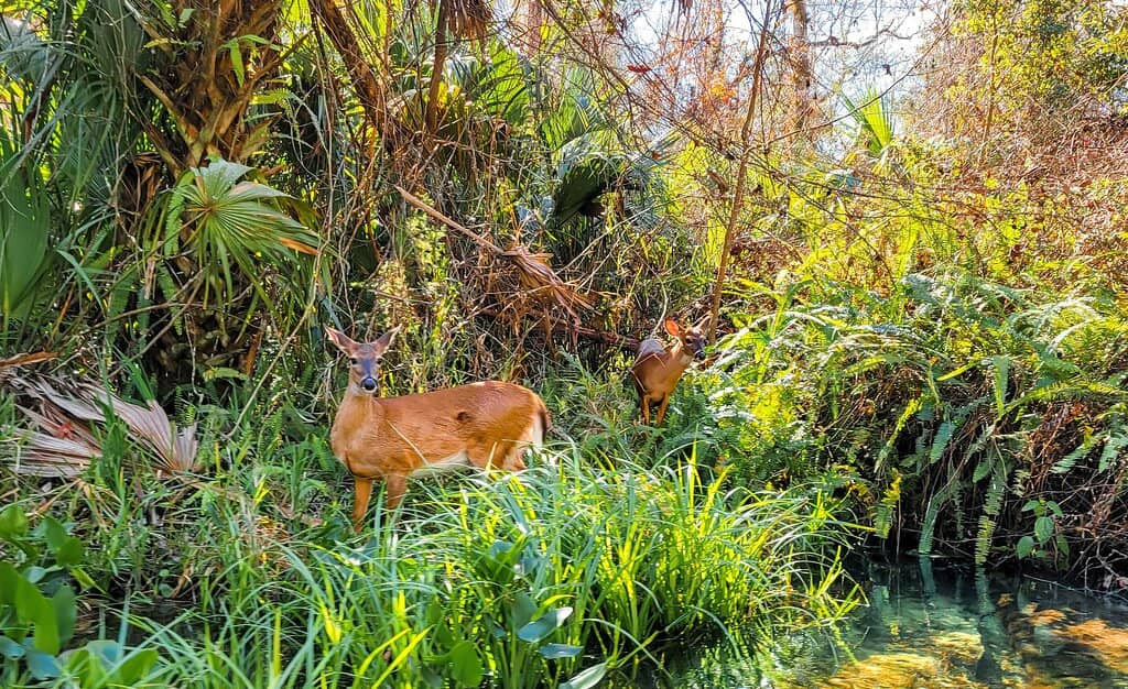 Wildlife Spotting