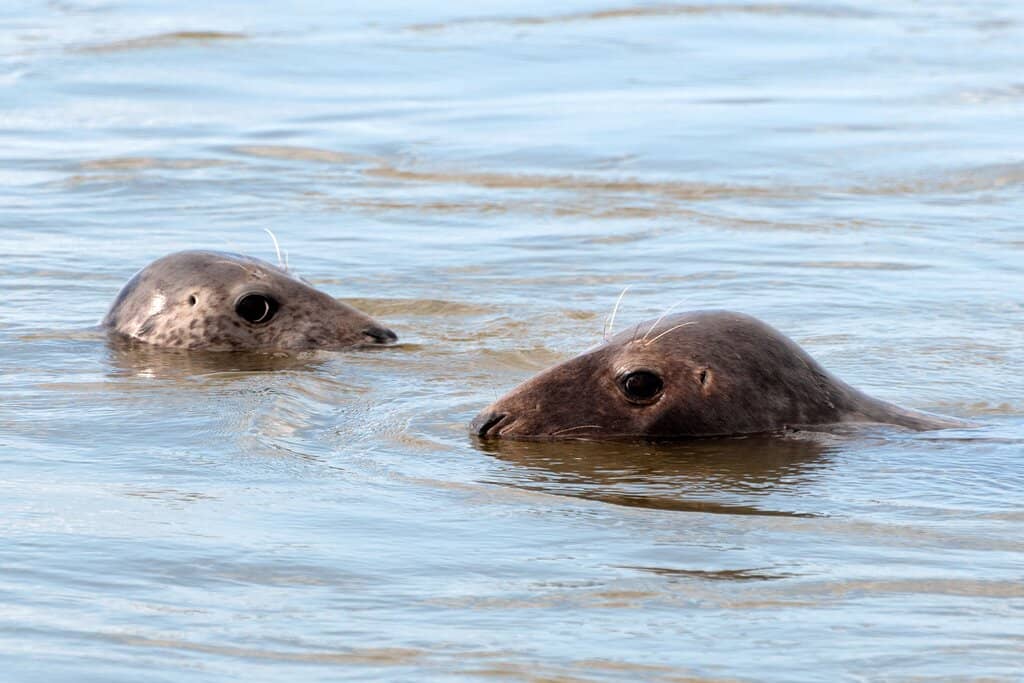 Dog-Friendly Nature Walks