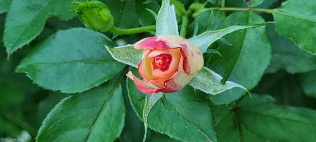 The Grandeur of the Cliffs