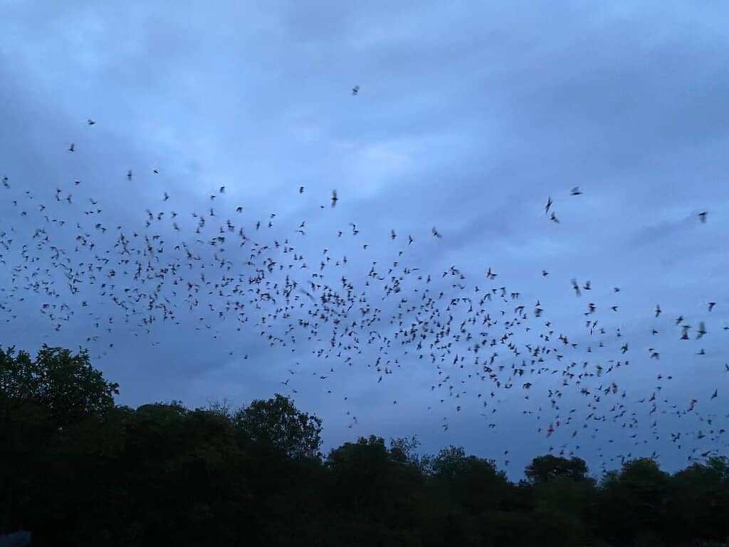 Educational Volunteer Insights