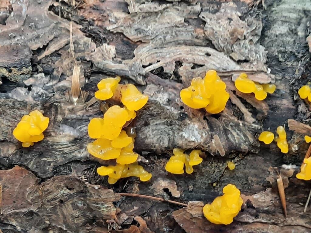 Holly and Dogwood Collections