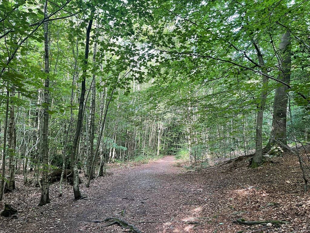 Spring Bluebell Carpet