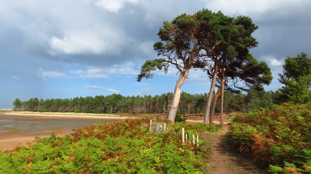 Balgone Estate Sunflower Trail