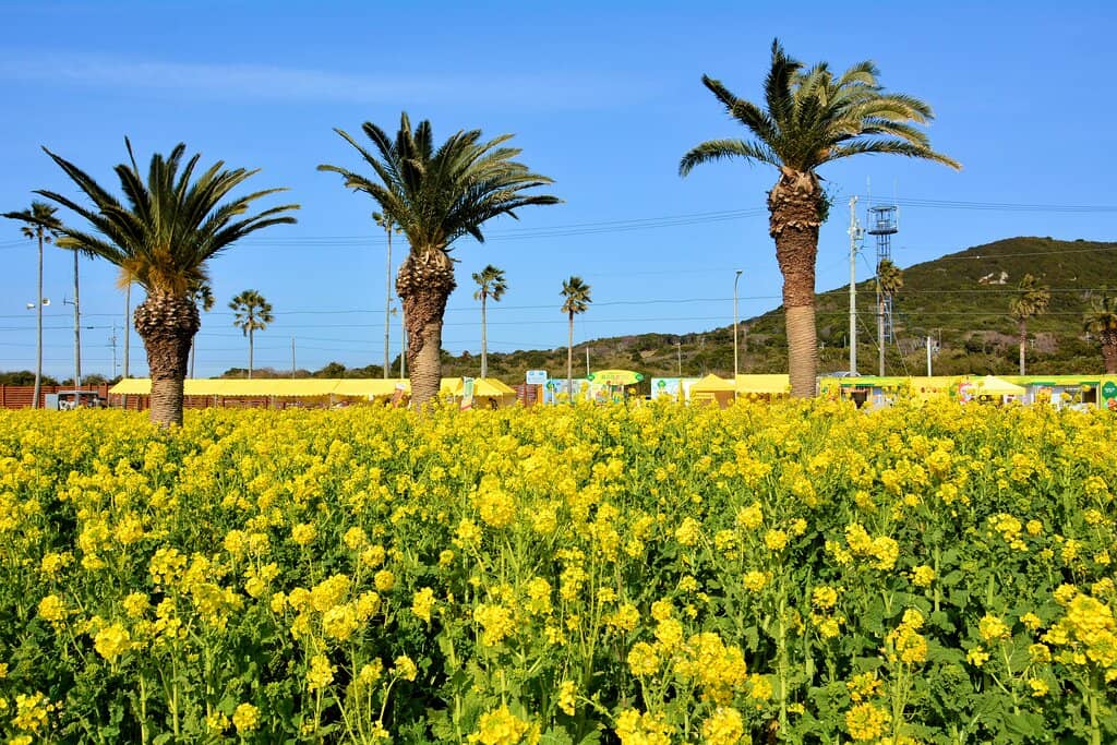 Sunflower Season