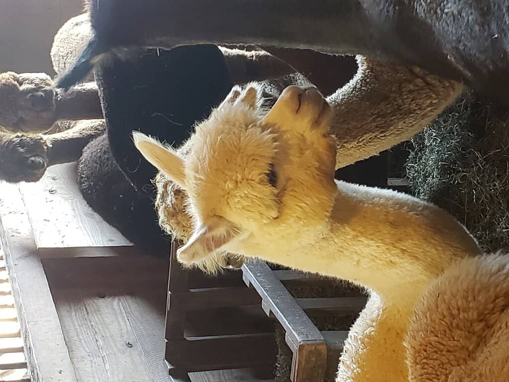 Adorable Barn Kittens