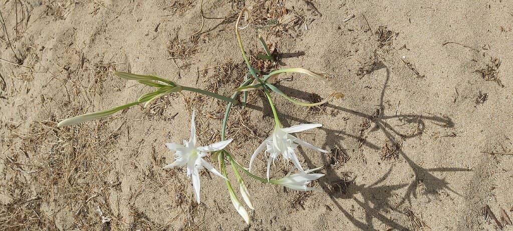 Ancient Nuragic Structure