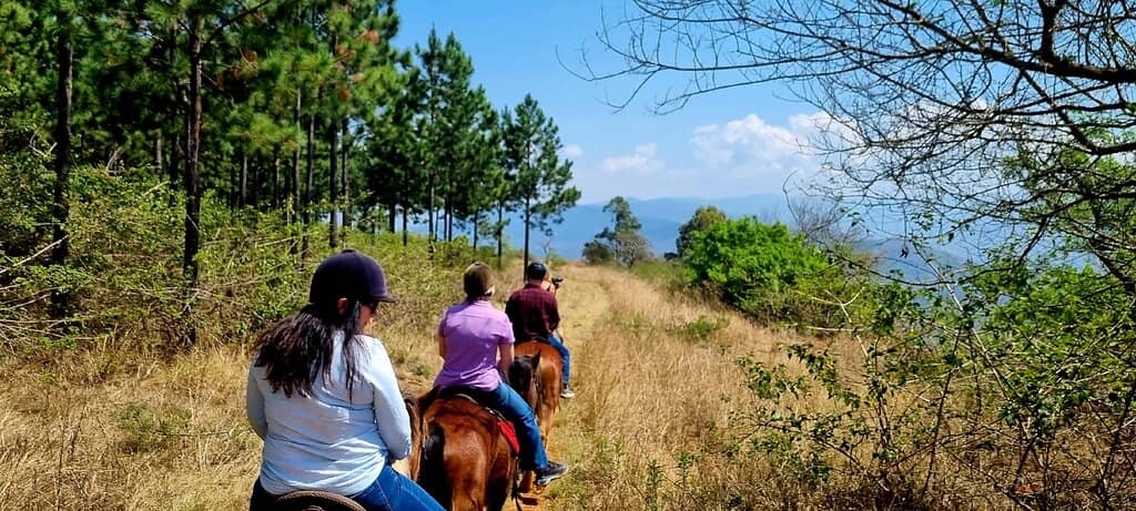 Gentle and Well-Trained Horses