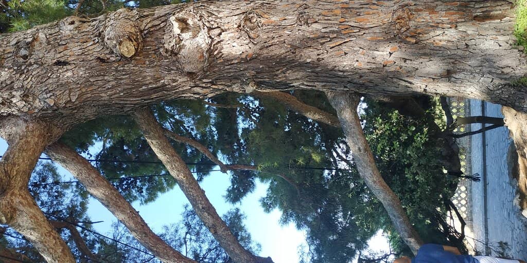 Tranquil Garden Seating