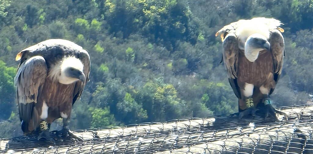 Interactive Animal Exhibits