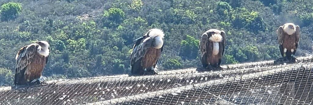 Diverse Deer and Goat Species