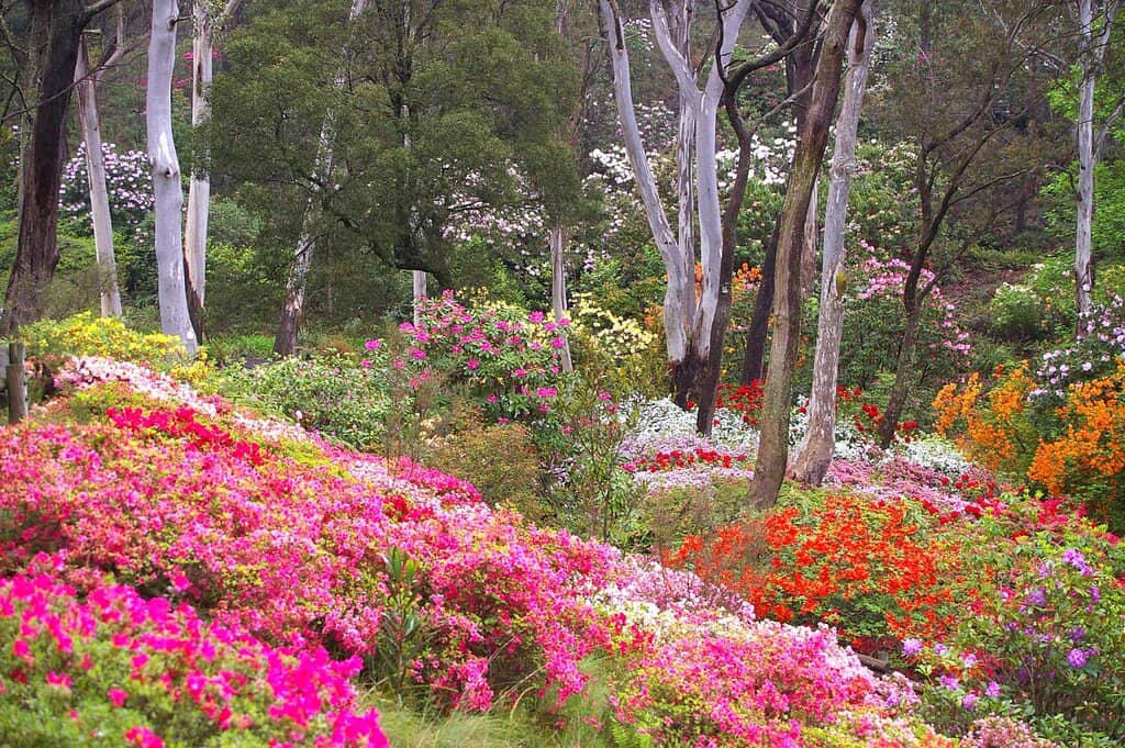 Tranquil Lake & Bridges