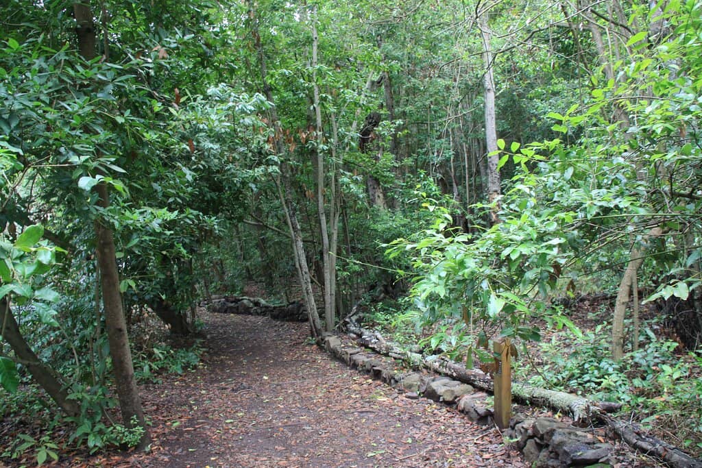 Cascading Waterfalls (Post-Rain)
