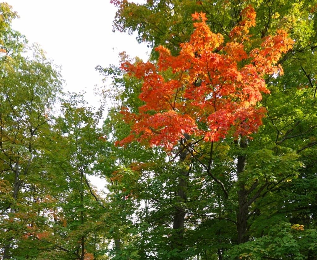 Autumn Foliage Spectacle