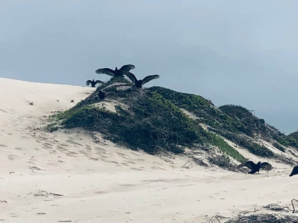 Birdwatching Opportunities