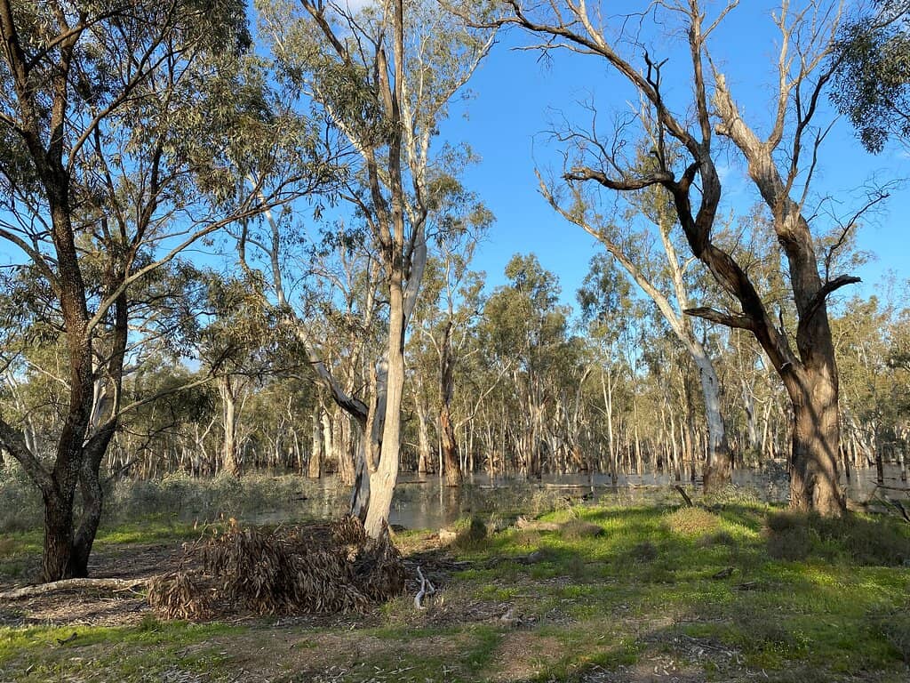 Murray River Camping