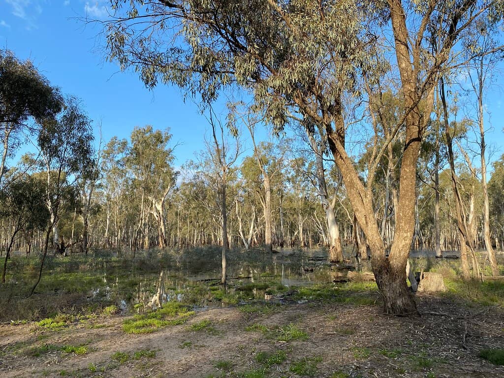 Gulpa Creek Walking Trail