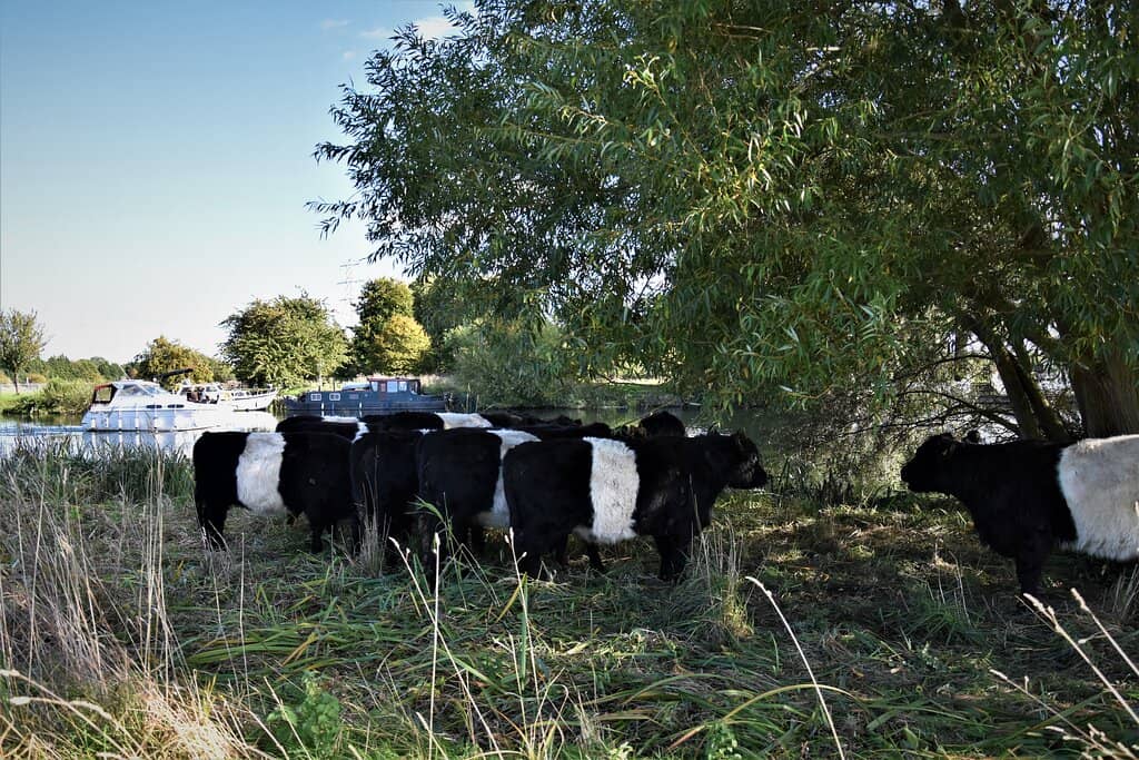 Cattle Grazing
