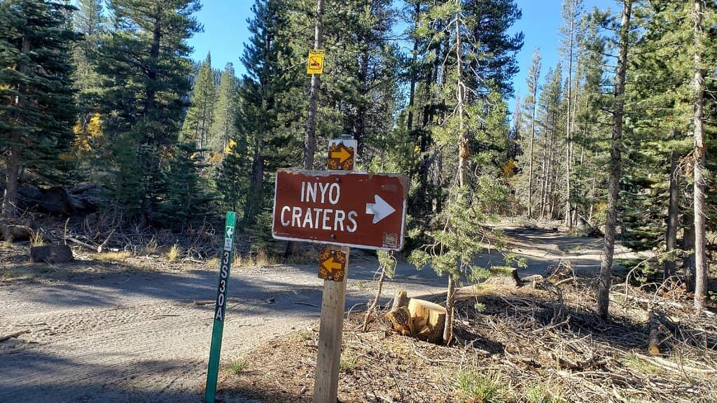 Scenic Pine Forest Trail