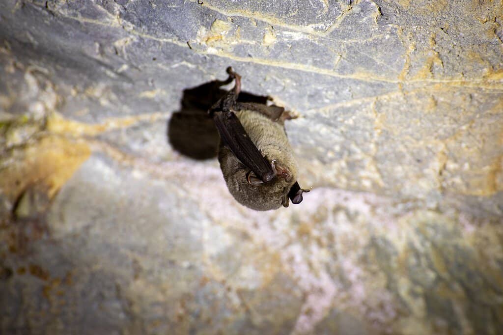 The Bat Colony