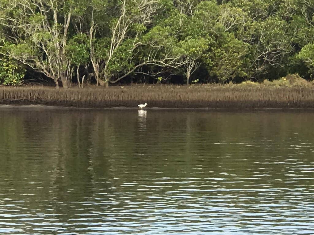 Wildlife Spotting
