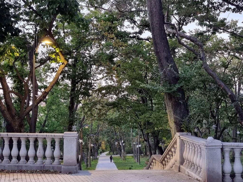 Tranquil Forest Paths