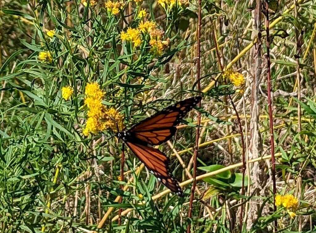 Wildlife Observation