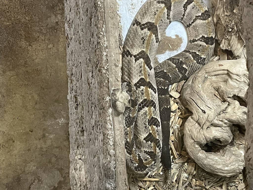 Spider and Invertebrate Displays