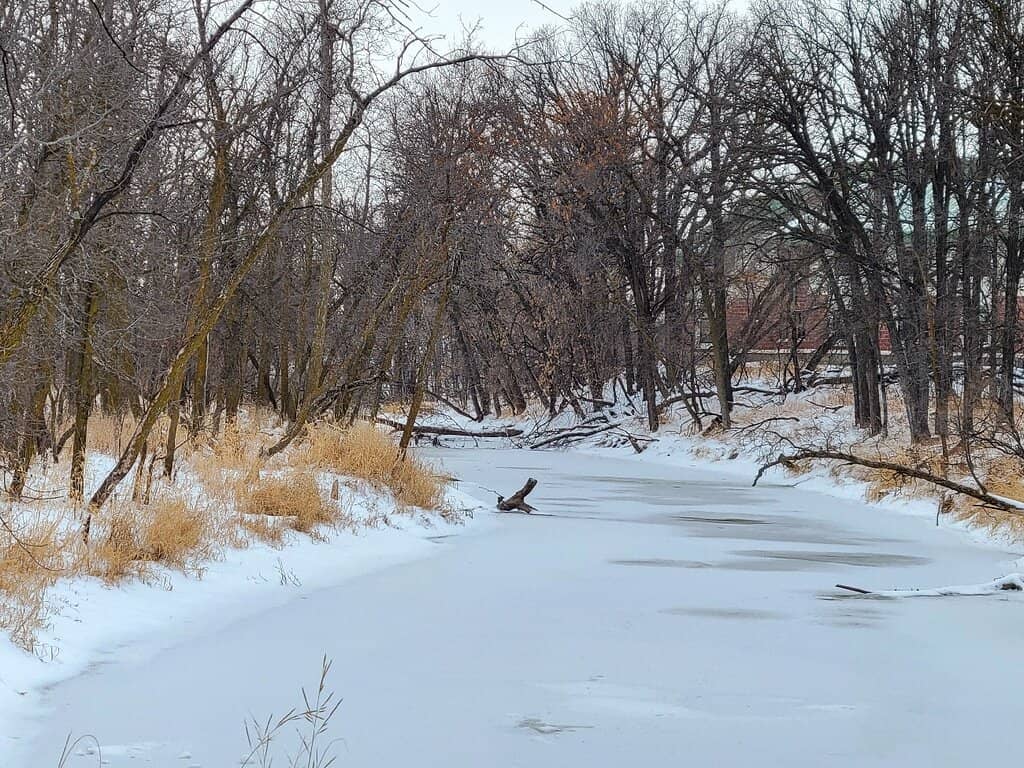 Wildlife Encounters