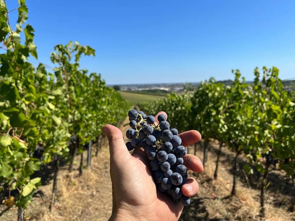 Delicious Local Bites