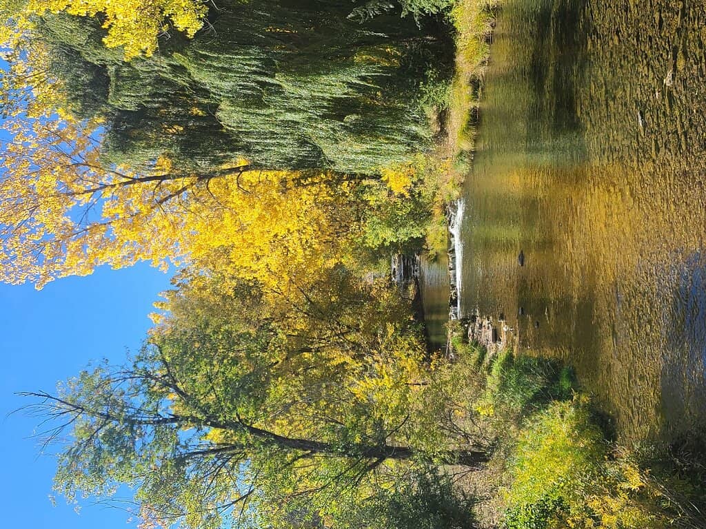 Lake with Ducks & Geese