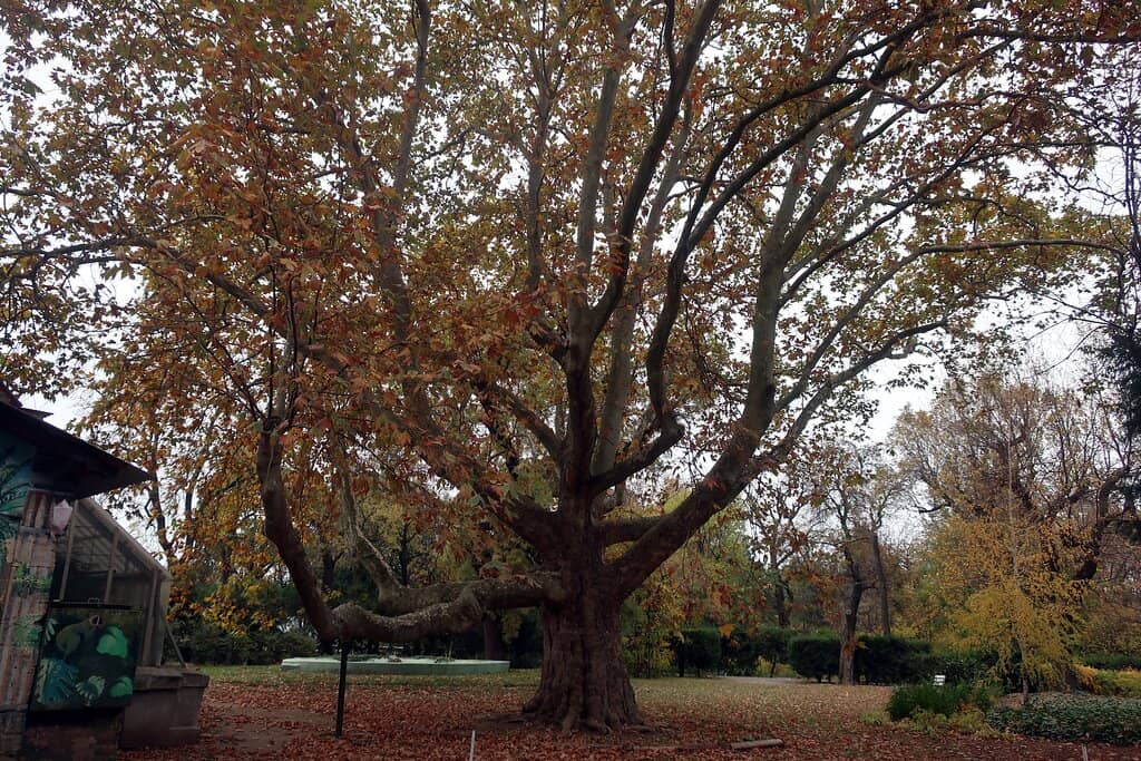 Expansive Greenery