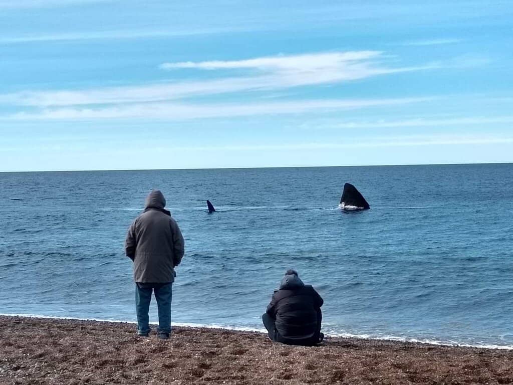 Orca Sightings