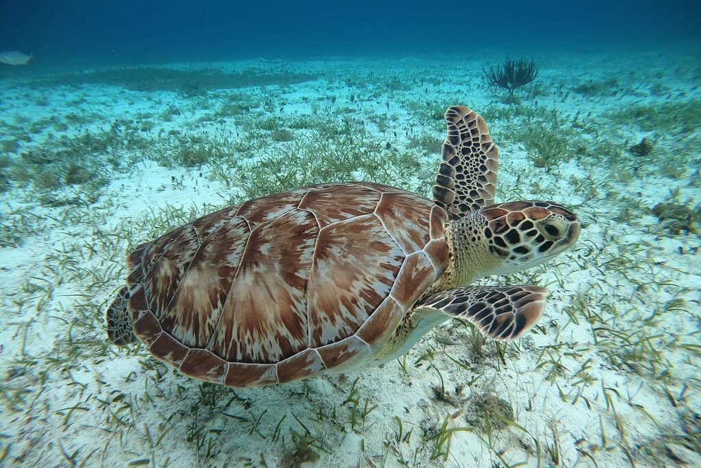 Snorkeling Paradise