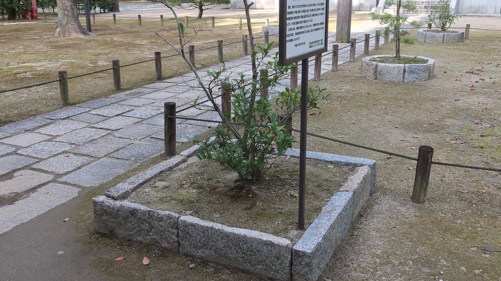 Tranquil Garden Pond
