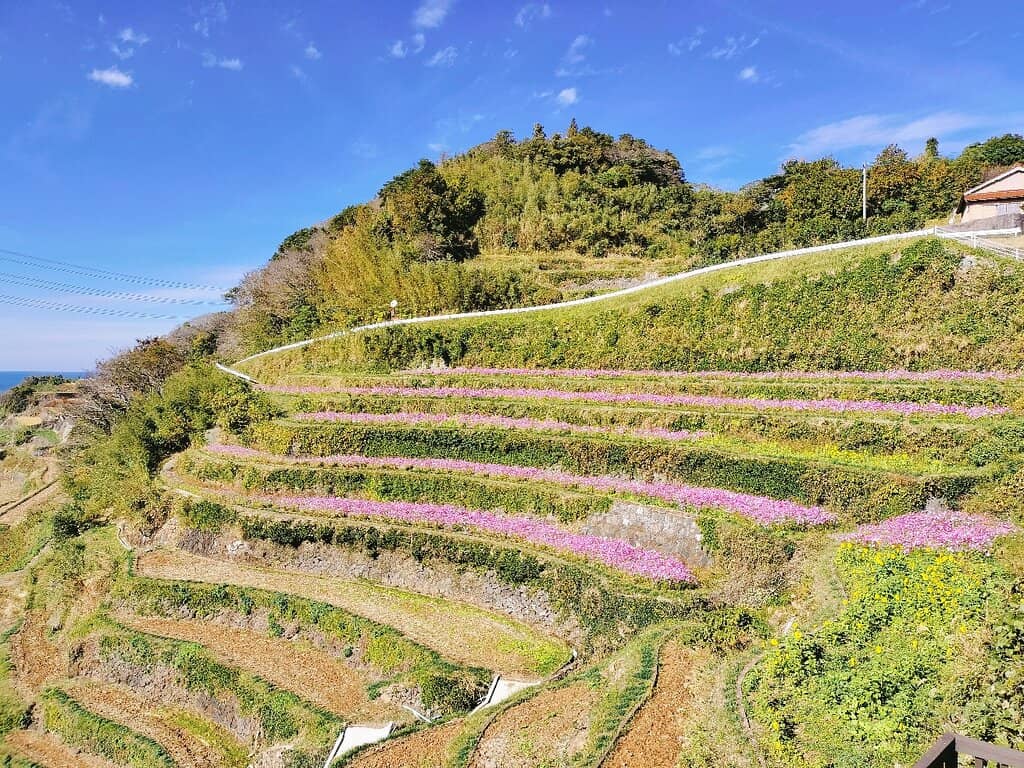 Springtime Rapeseed Blooms