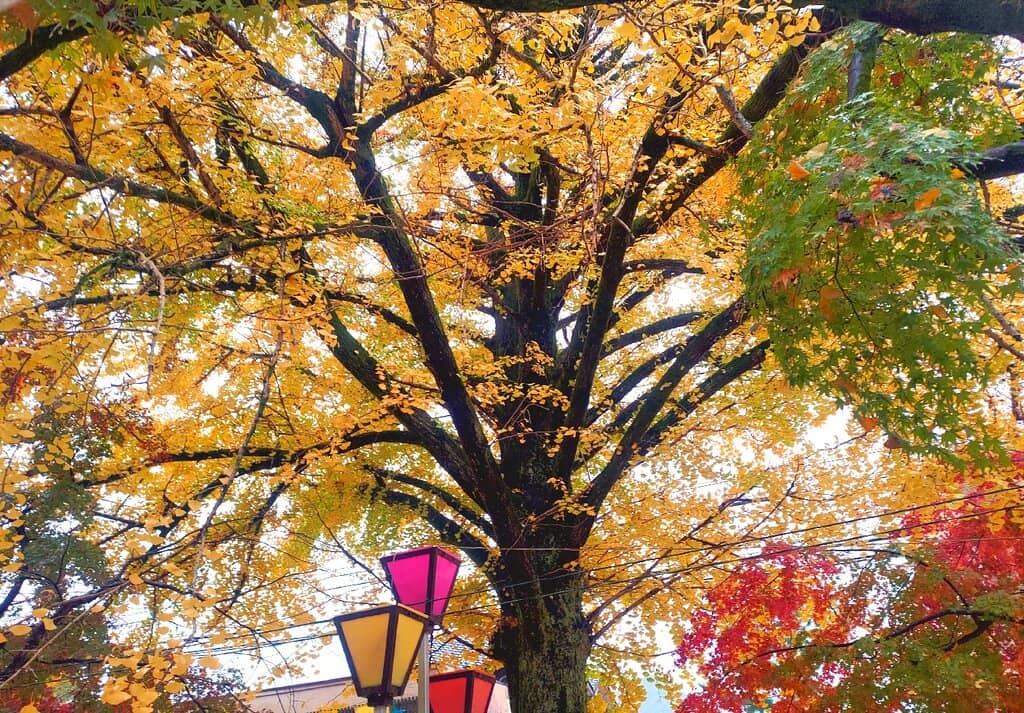 Peach-Shaped Ema & Torii