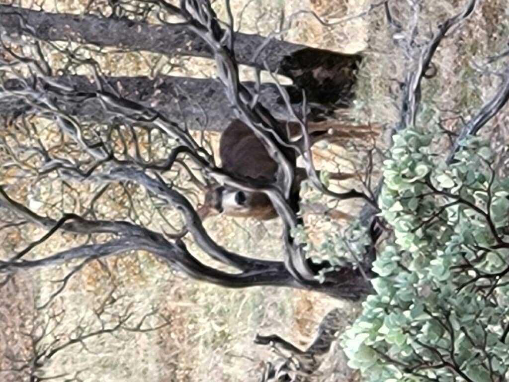 Serene Ponds and Wildlife