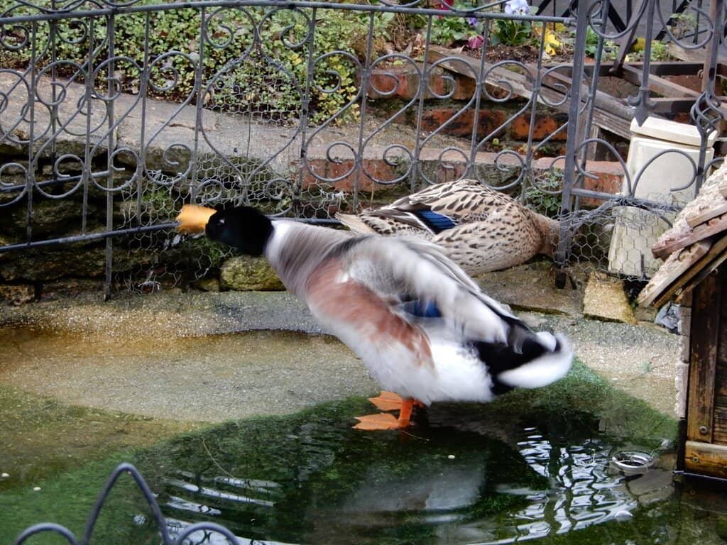 Traditional Korean Houses (Hanok)