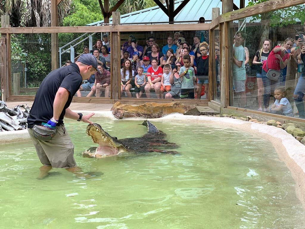 Drive-Thru Safari