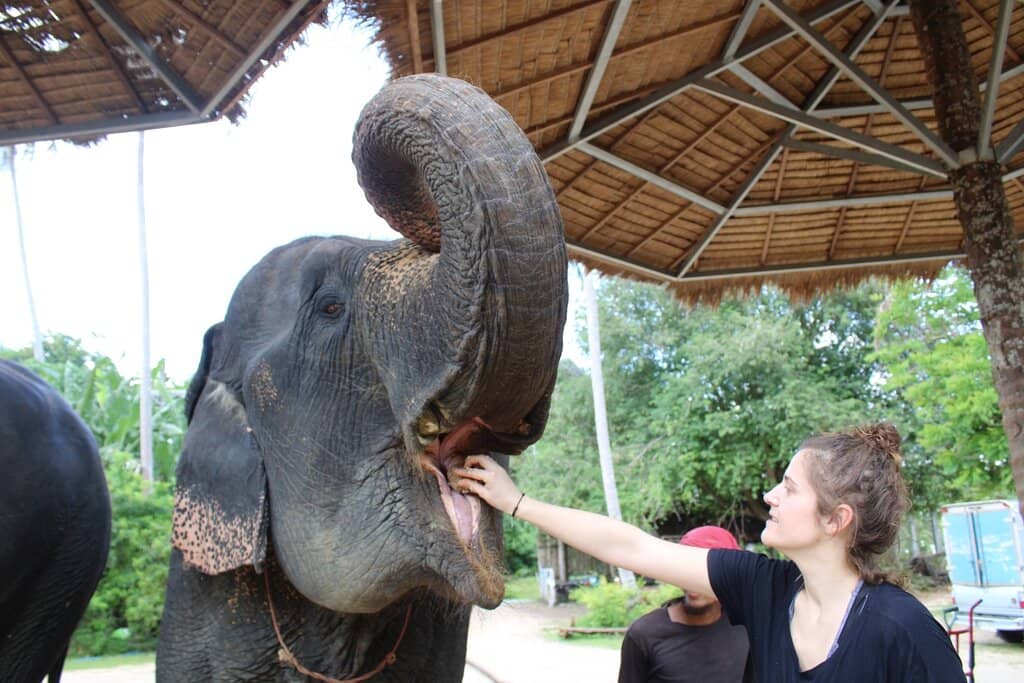 Learning Elephant Stories