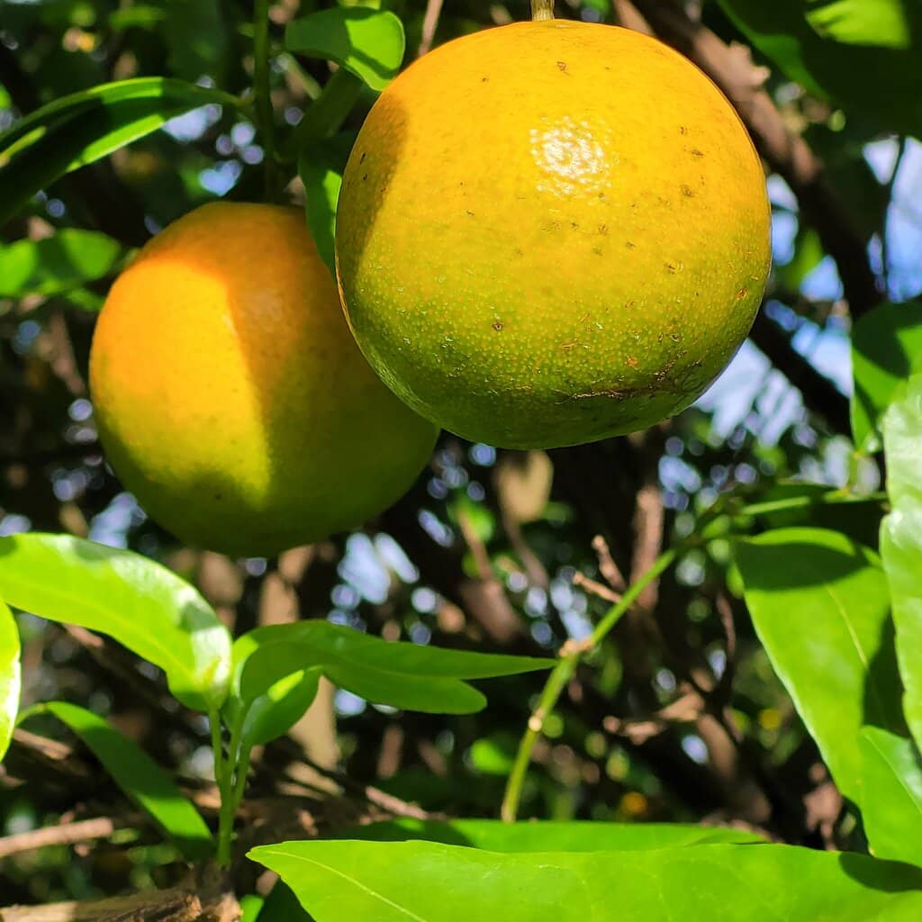Grapefruit Picking