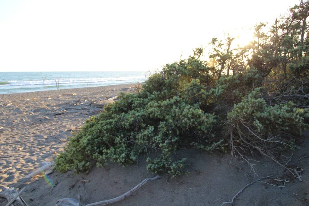 Panoramic Lookout Tower
