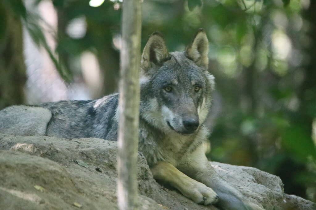 Wolf Encounters