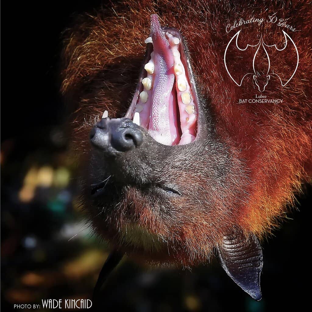 Meet Snoopy and Friends