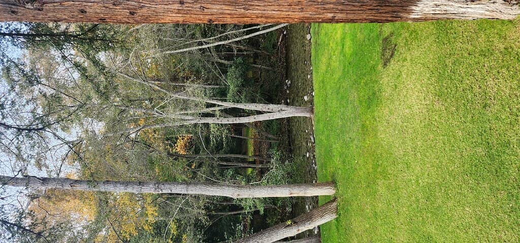 Flavorful Southern Fried Chicken Sammie