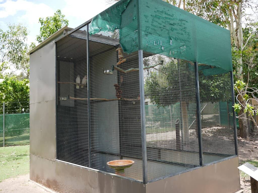 Dingo & Snake Encounters