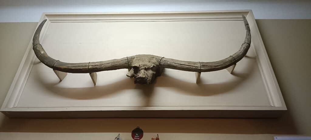 Cultural History Displays